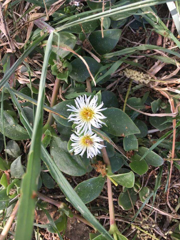 Imagem de Delosperma tradescantioides (Berg.) L. Bol.