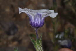 Image of Nierembergia pulchella var. macrocalyx (Millán) A. A. Cocucci & A. T. Hunziker