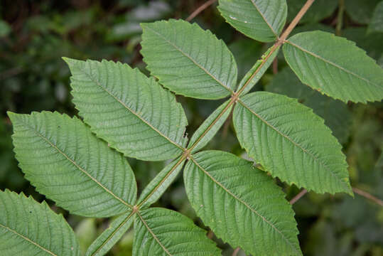 Sivun Rhus chinensis Mill. kuva