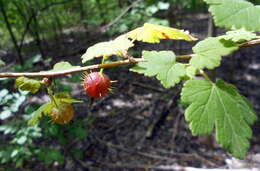 Image of eastern prickly gooseberry