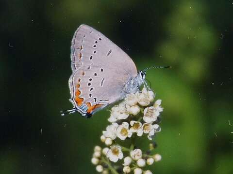 Image of Acadian Hairstreak