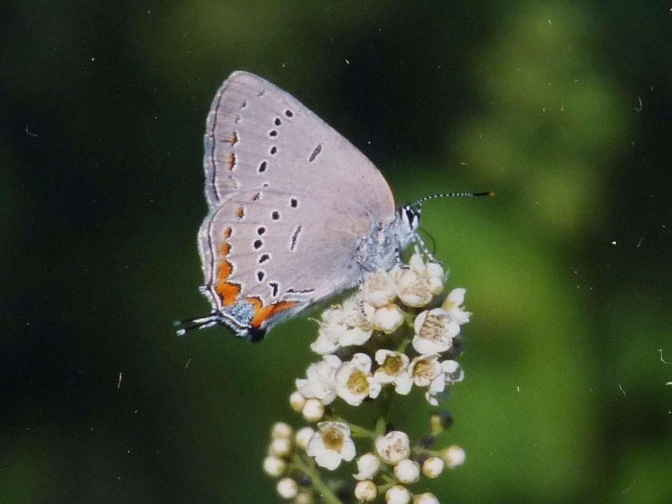 Image of Acadian Hairstreak