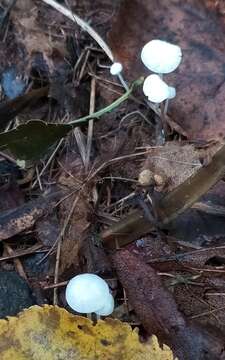 Image of Marasmius epiphyllus (Pers.) Fr. 1838