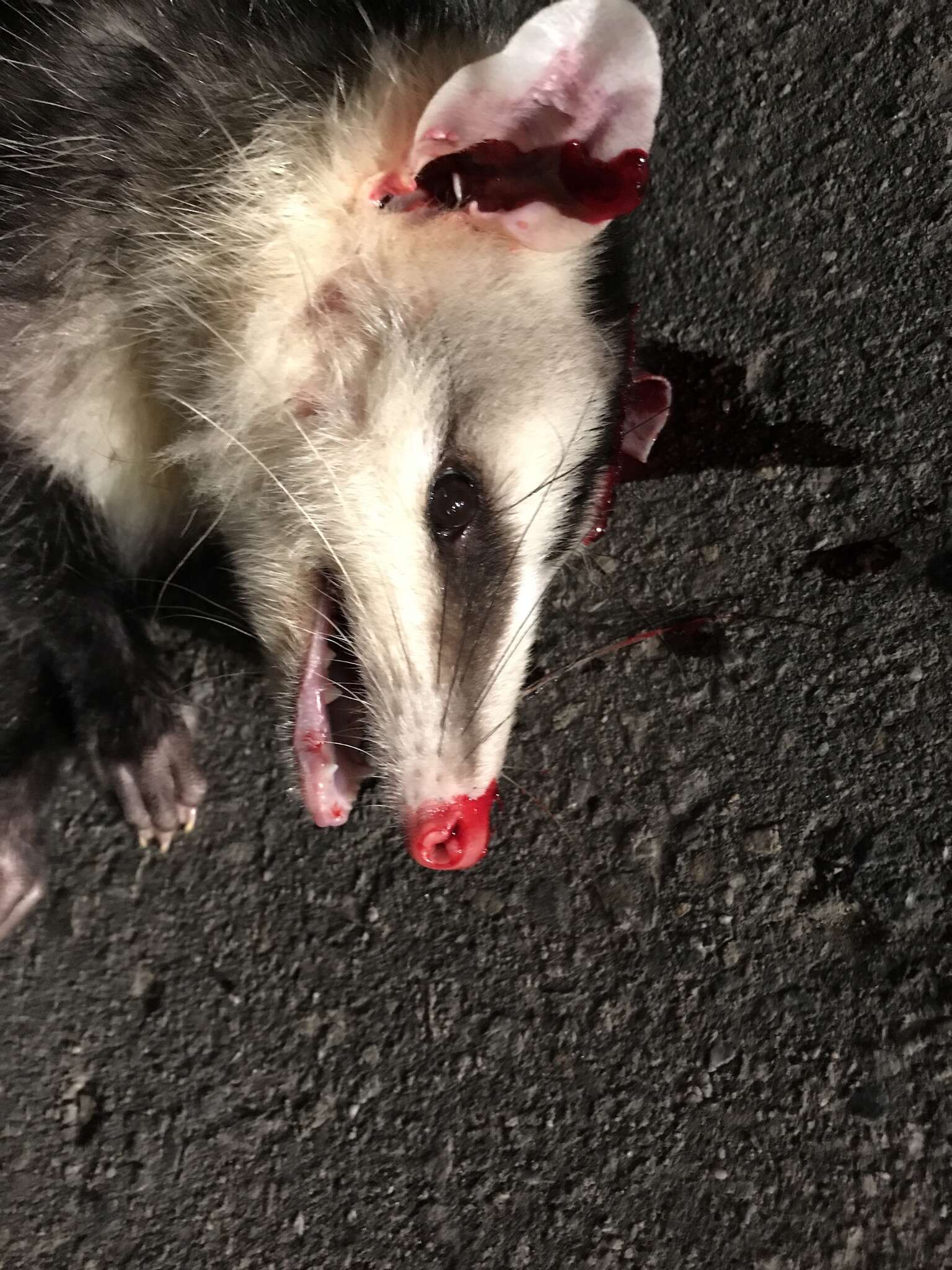 Image of Andean White-eared Opossum