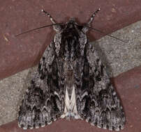 صورة Acronicta perdita Grote 1874