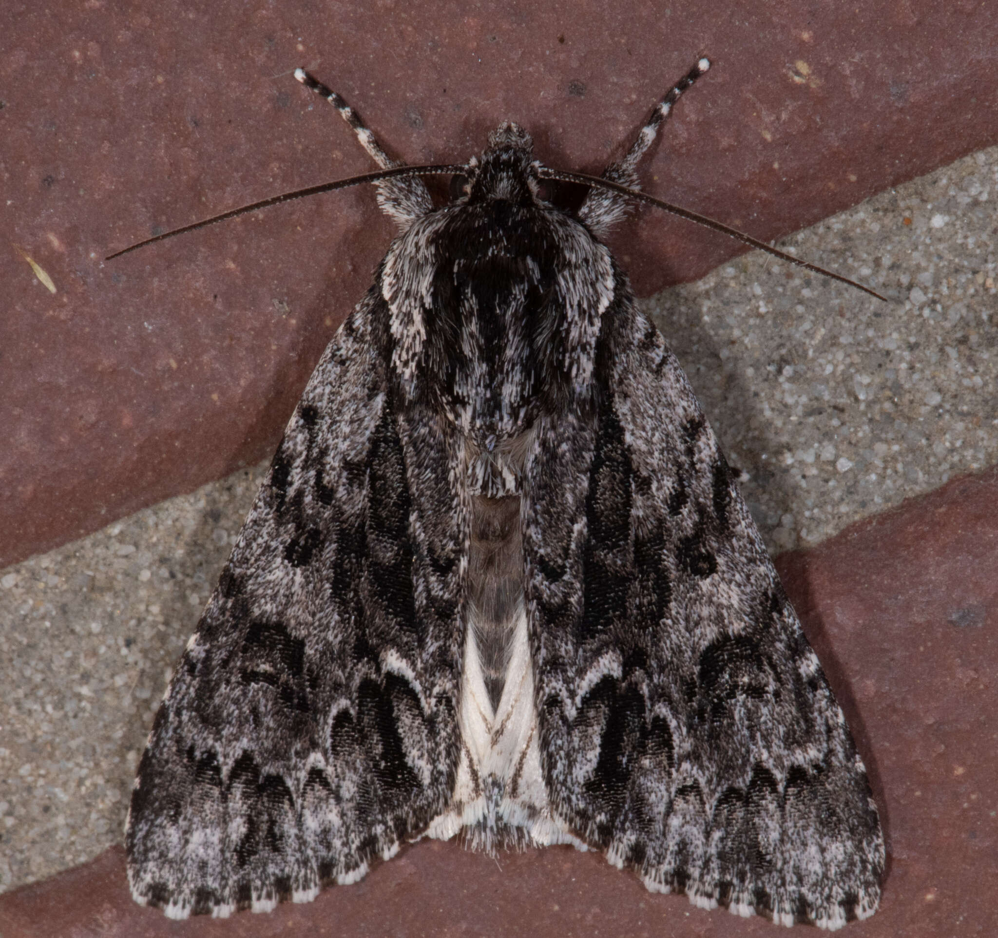 Image of Acronicta perdita Grote 1874