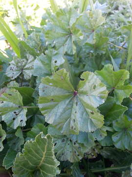 Imagem de Malva nicaeensis All.