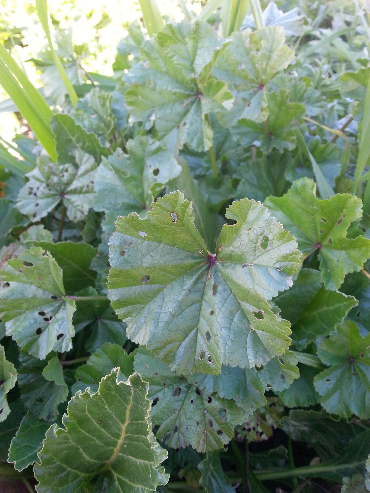 Image of bull mallow