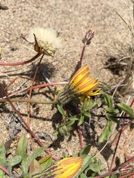 Image of woolly goat chicory