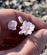 Image of Columbian lewisia