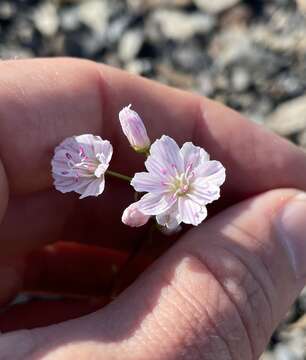 Image of Columbian lewisia