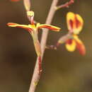 Image of Stylidium daphne A. Lowrie & K. F. Kenneally