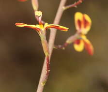 Image of Stylidium daphne A. Lowrie & K. F. Kenneally