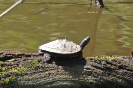 Image of Ouachita Map Turtle