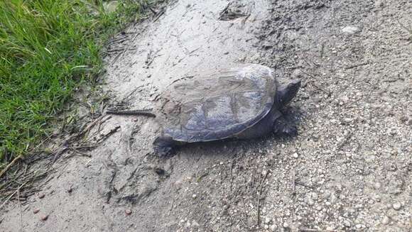 Image of South American snapping turtle