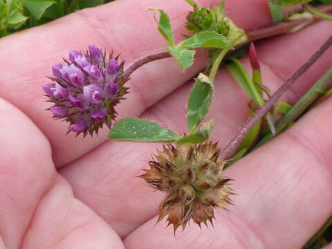 Imagem de Trifolium barbigerum Torr.