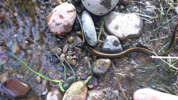 Image of Siberian brook lamprey