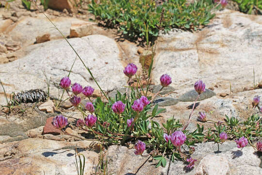 Trifolium parryi subsp. montanense (Rydb.) J. M. Gillett的圖片