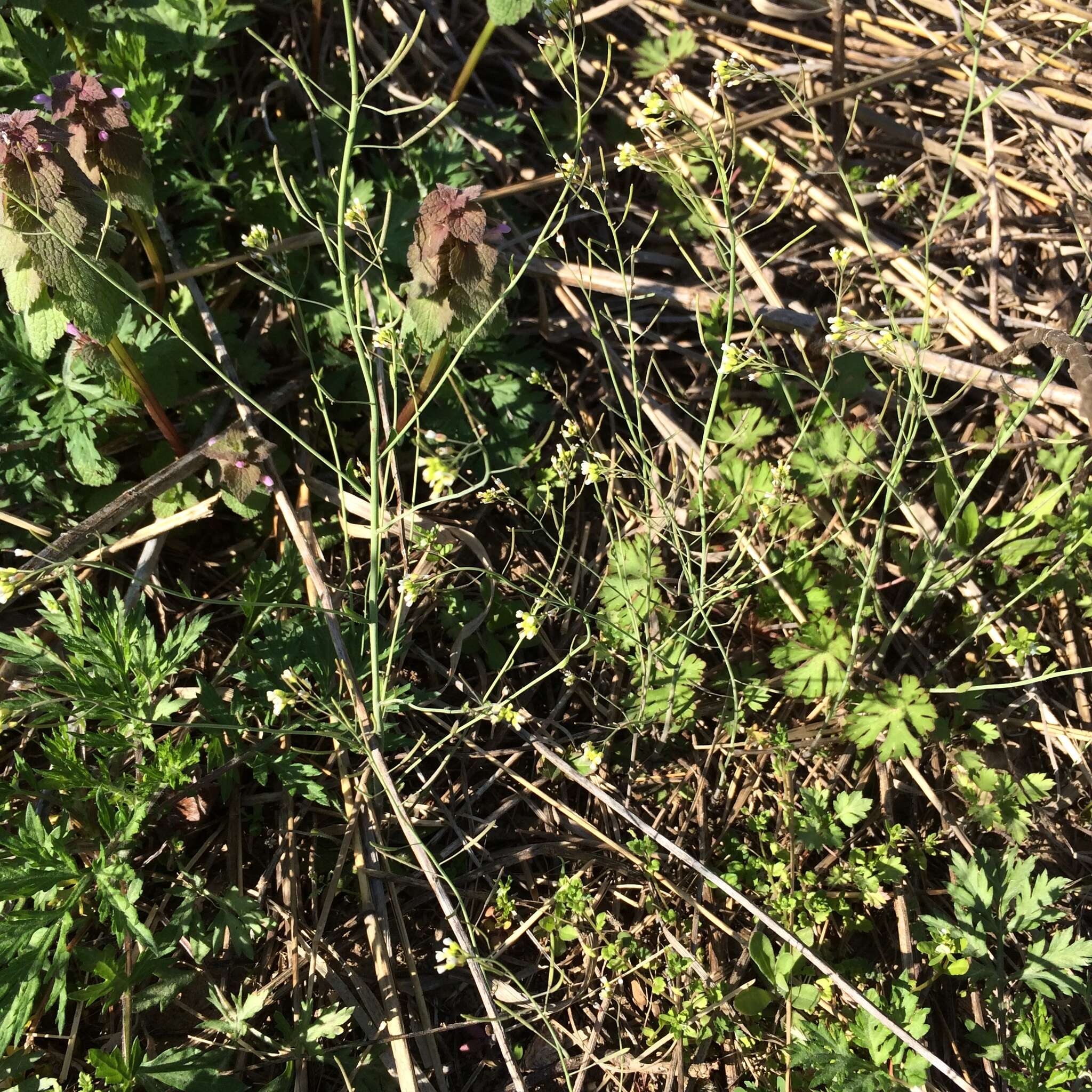 Image of Mouse-ear Cress
