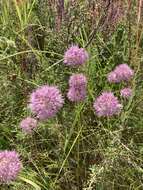 Image of Allium lineare L.