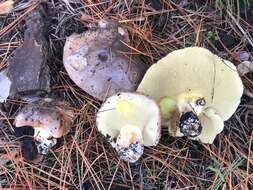 Image of Suillus quiescens T. D. Bruns & Vellinga 2010