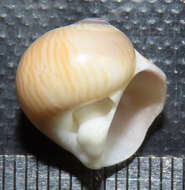 Image of lined moonsnail