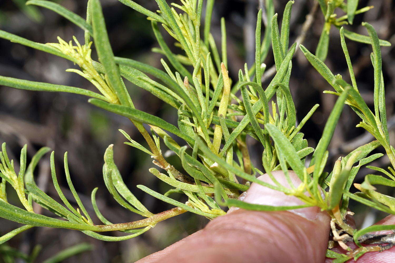 Image of Aizoon africanum (L.) Klak