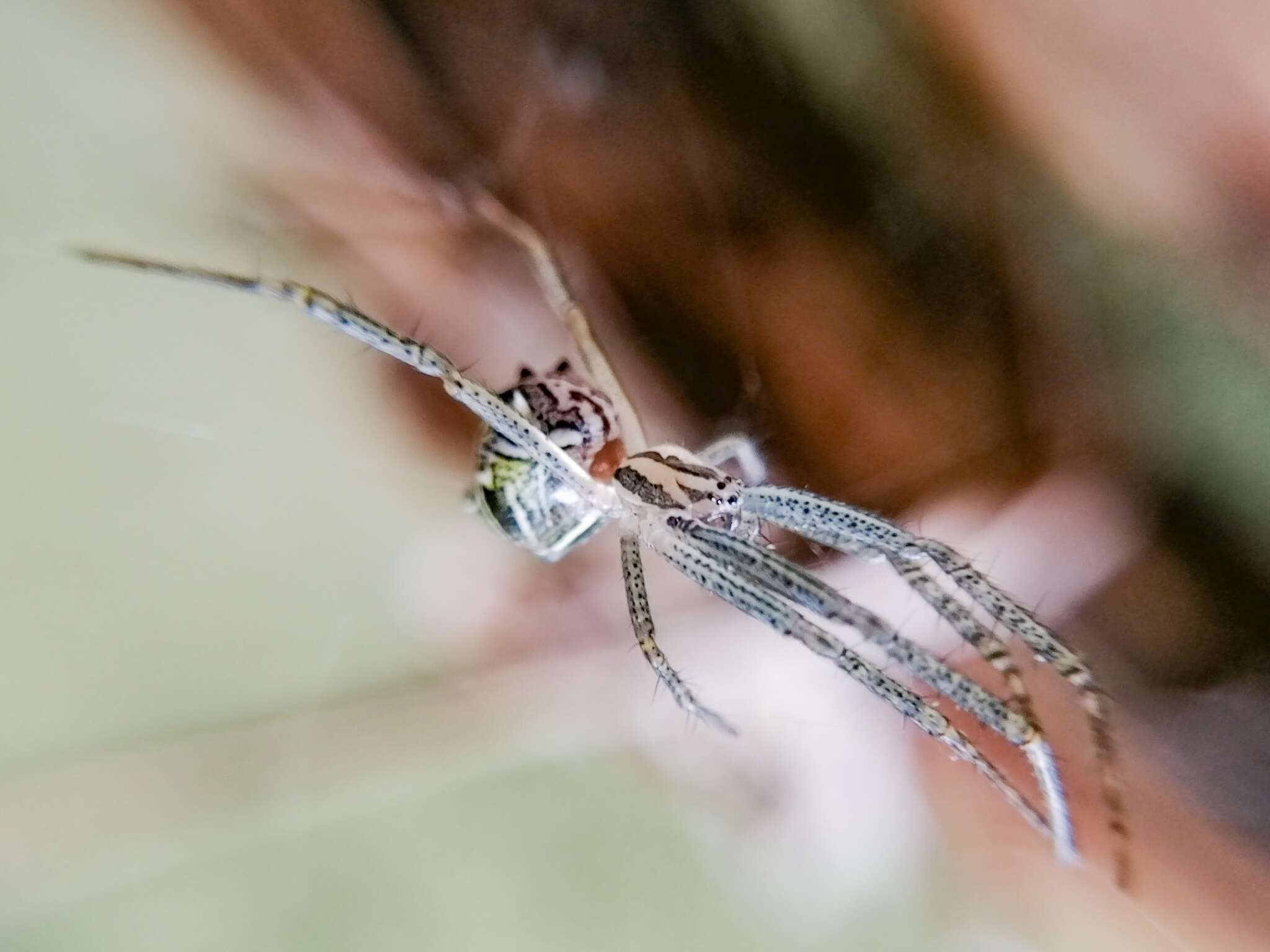 Image of Cyrtophora cicatrosa (Stoliczka 1869)