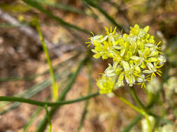 Image of Glischrocaryon flavescens (J. Drumm. ex Hook.) Orchard