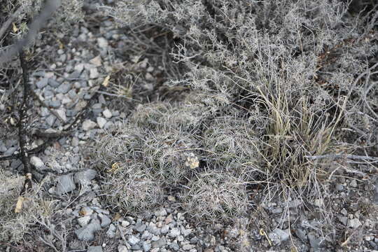 Image of Coryphantha delicata L. Bremer