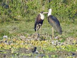 Image of Asian Woolly-necked Stork