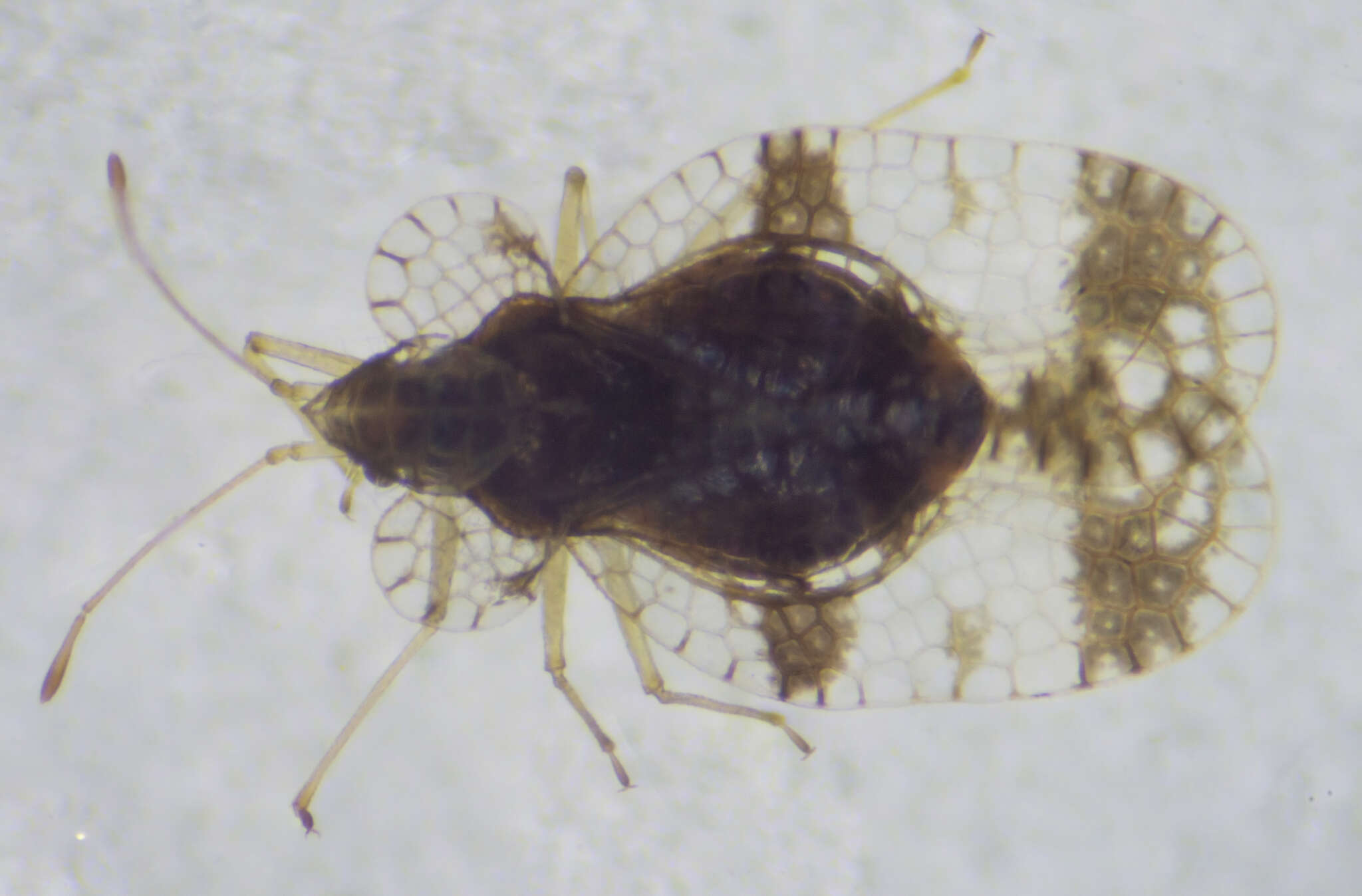 Image of azalea lace bug