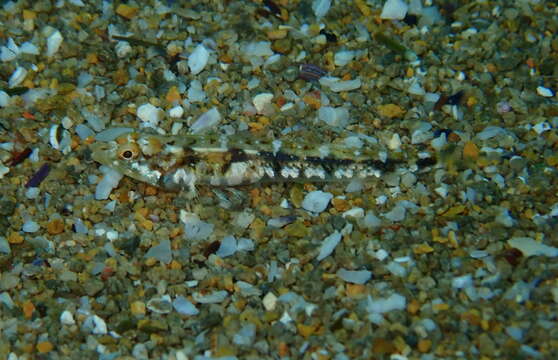 Image of Bath's goby