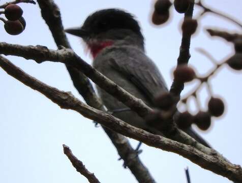 Image of Rose-throated Becard