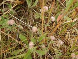 Image of Trifolium arvense var. arvense