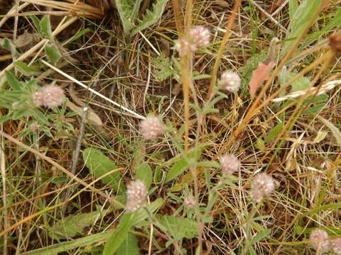 Plancia ëd Trifolium arvense var. arvense