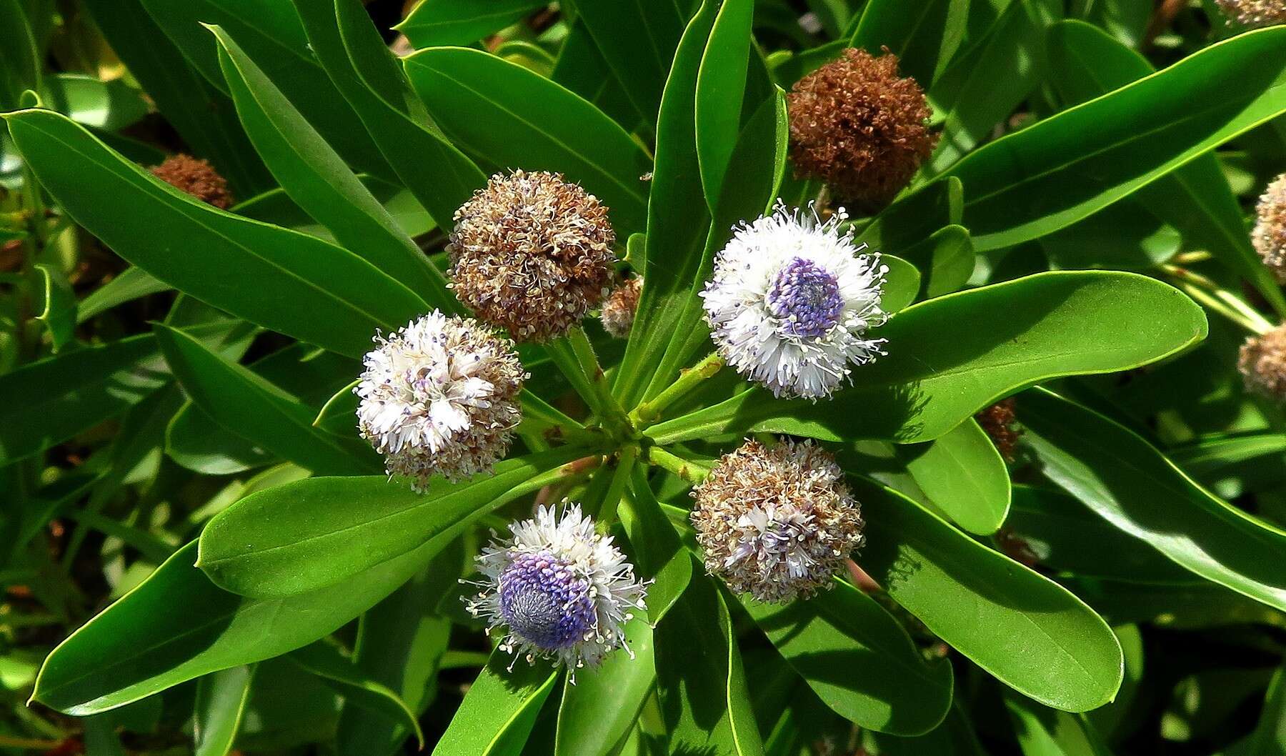 Image of Globularia amygdalifolia Webb