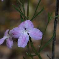 Image de Coopernookia barbata (R. Br.) Carolin