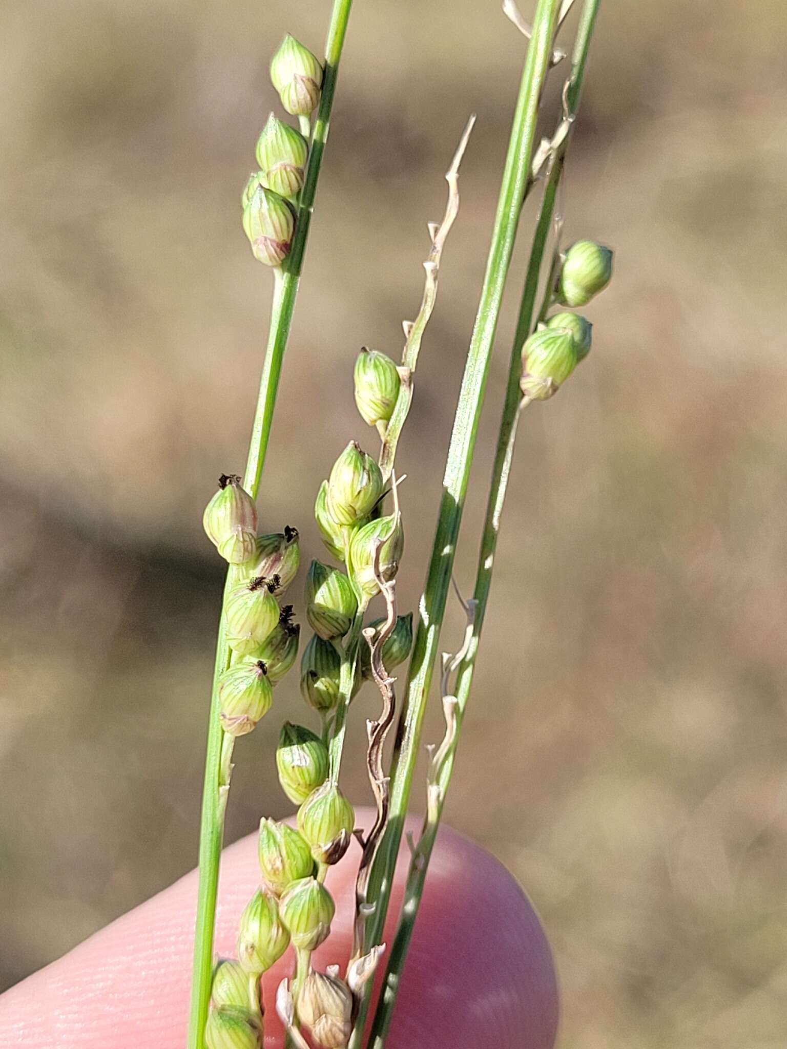 Plancia ëd Setaria globoidea (Domin) R. D. Webster