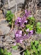 Image of Lavandula rotundifolia Benth.