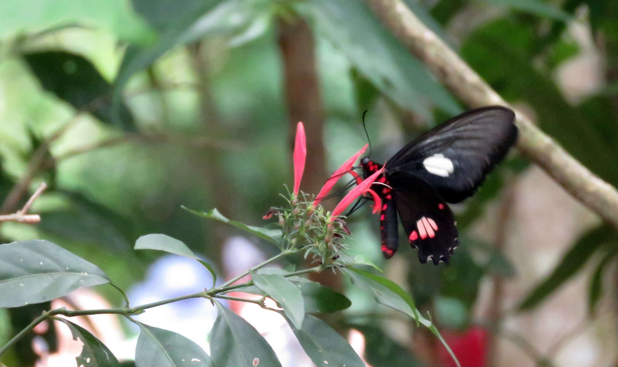 Слика од Parides anchises (Linnaeus 1758)