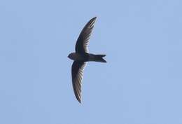 Image of Andean Swift