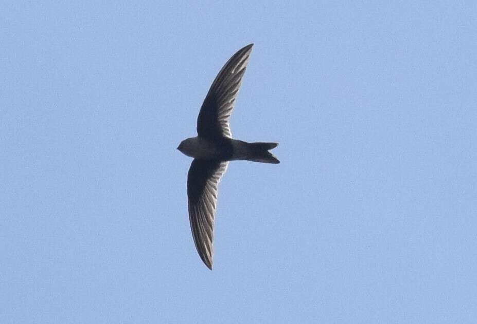 Image of Andean Swift