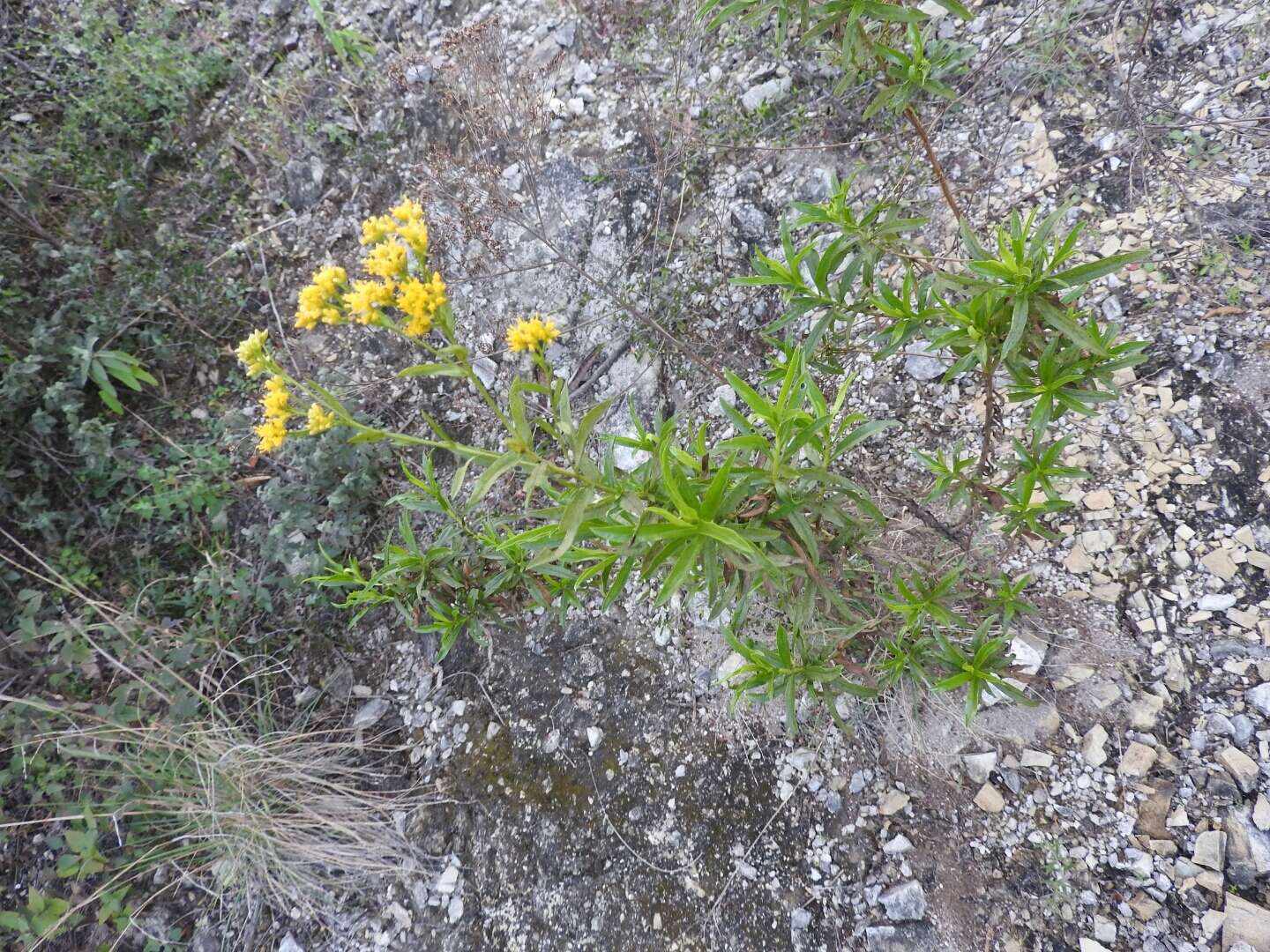 Plancia ëd Gymnosperma