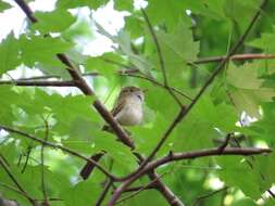 Image of Acadian Flycatcher