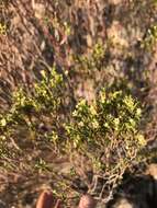 Image of Diosma acmaeophylla Eckl. & Zeyh.