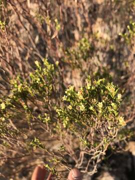 Image of Diosma acmaeophylla Eckl. & Zeyh.