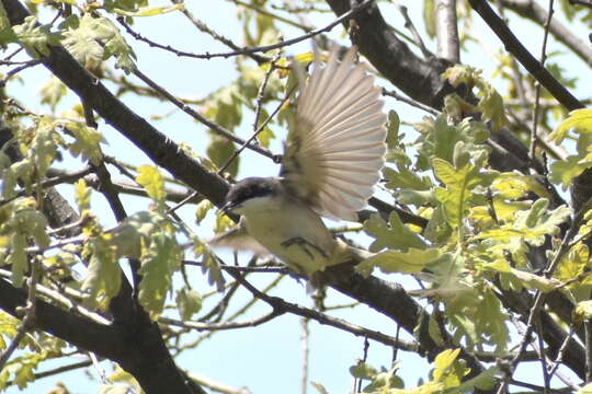 Image of Western Orphean Warbler