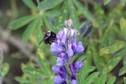 Image of Bombus funebris Smith 1854