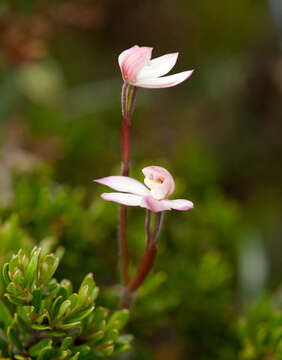 Image of Caladenia lyallii Hook. fil.